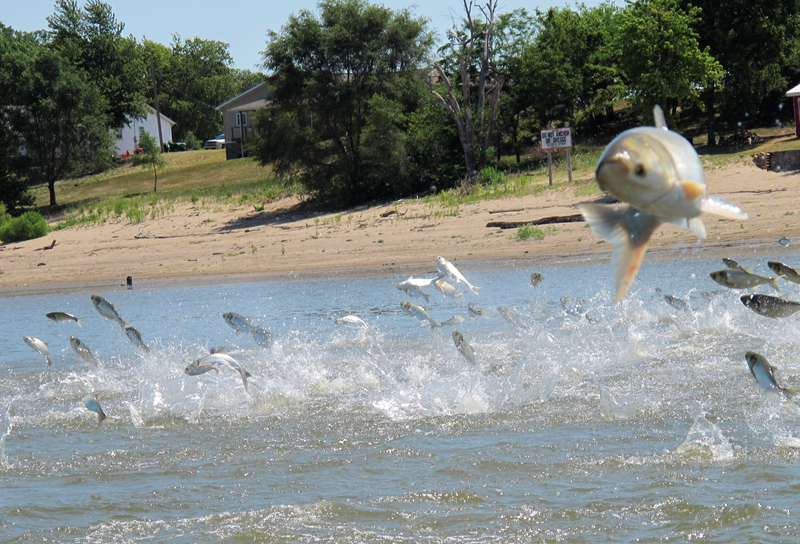 Asian carp, jolted by an electric current from a research boat, jump from the Illinois River near Havana, June 2012. (AP Photo/John Flesher, File)